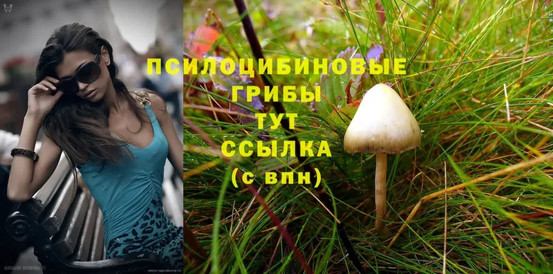 где можно купить   Еманжелинск  Галлюциногенные грибы Psilocybine cubensis 